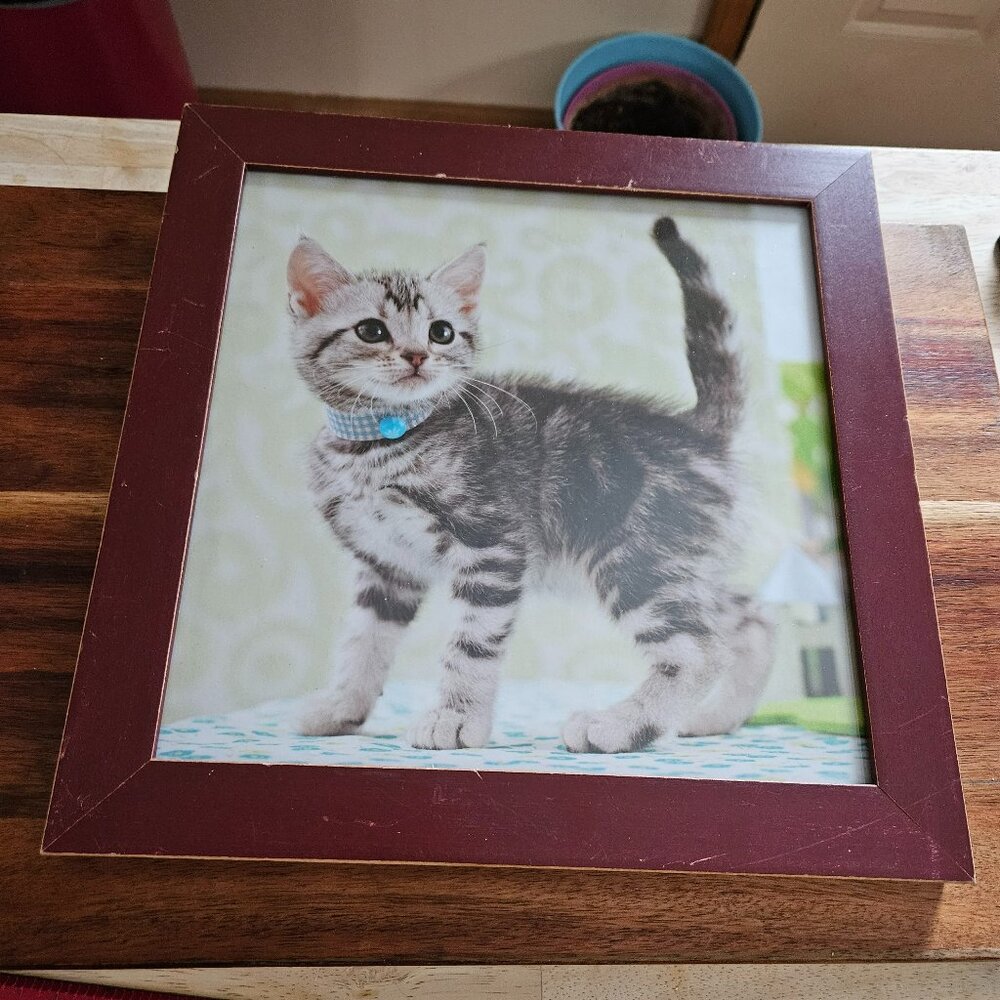 sweet framed kitten picture very adorable it measures approx. 12x12